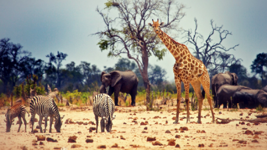 Quiz! Name That Animal!