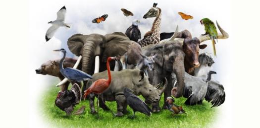 Do You Feel You Were An Animal In Your Past Life? This Quiz May Help You Find Out.