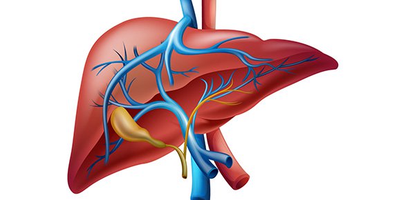 Liver Quizzes, Liver Trivia, Liver Questions