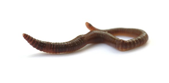 Annelid Quizzes, Annelid Trivia, Annelid Questions