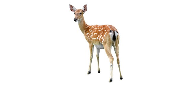 Deer Quizzes, Deer Trivia, Deer Questions