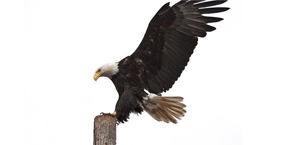 Eagle Quizzes, Eagle Trivia, Eagle Questions