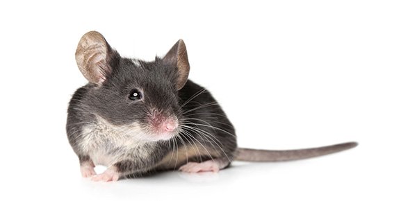 Mouse Quizzes, Mouse Trivia, Mouse Questions