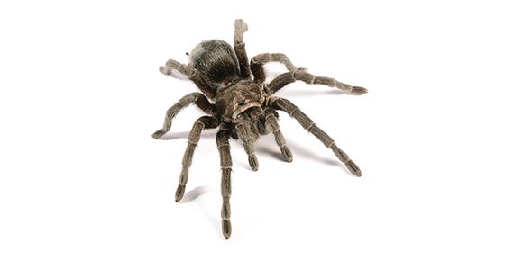 Spider Quizzes, Spider Trivia, Spider Questions