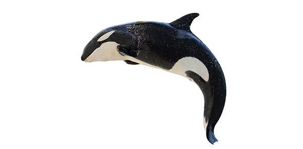 Whale Quizzes, Whale Trivia, Whale Questions