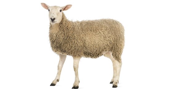 Sheep Quizzes, Sheep Trivia, Sheep Questions