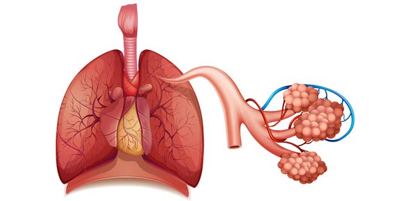 Respiratory System Quizzes, Respiratory system Trivia, Respiratory system Questions