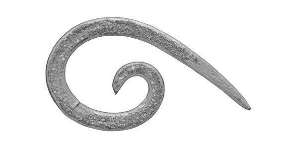 Nematode Quizzes, Nematode Trivia, Nematode Questions