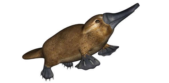 Platypus Quizzes, Platypus Trivia, Platypus Questions