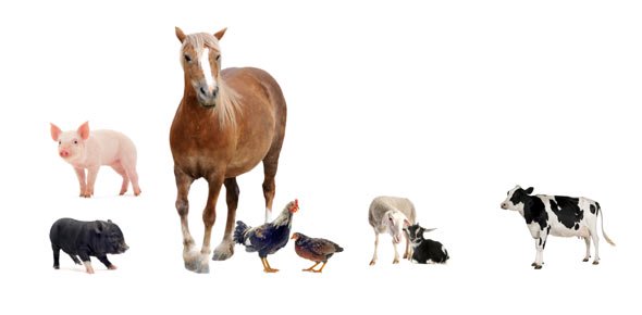 Farm Animals Quizzes, Farm animals Trivia, Farm animals Questions