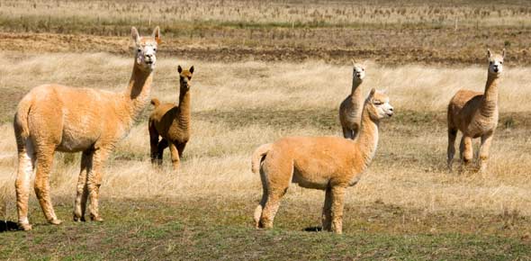 Alpaca Quizzes, Alpaca Trivia, Alpaca Questions