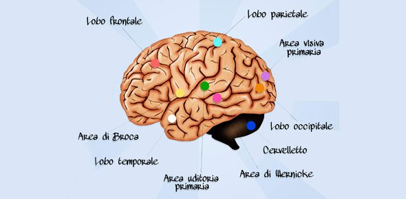 Brain Quizzes, Brain Trivia, Brain Questions