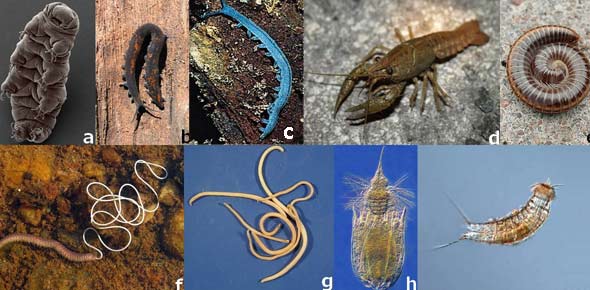 Ecdysozoa Quizzes, Ecdysozoa Trivia, Ecdysozoa Questions