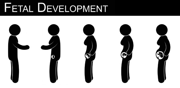 Fetal Development Quizzes, Fetal development Trivia, Fetal development Questions