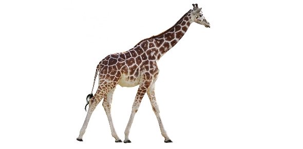 Giraffe Quizzes, Giraffe Trivia, Giraffe Questions