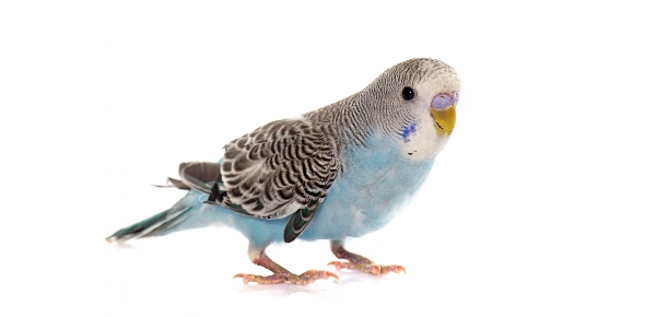 Parakeet Quizzes, Parakeet Trivia, Parakeet Questions