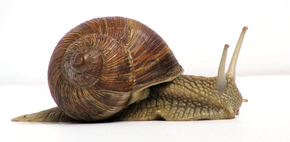 Snail Quizzes, Snail Trivia, Snail Questions