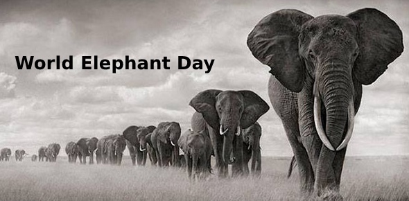 World Elephant Day Quizzes, World elephant day Trivia, World elephant day Questions