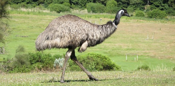 Emu Quizzes, Emu Trivia, Emu Questions