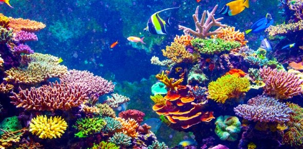 Coral Quizzes, Coral Trivia, Coral Questions