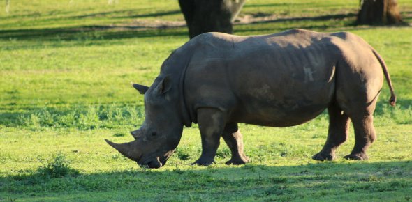 Javan Rhinoceros Quizzes, Javan rhinoceros Trivia, Javan rhinoceros Questions