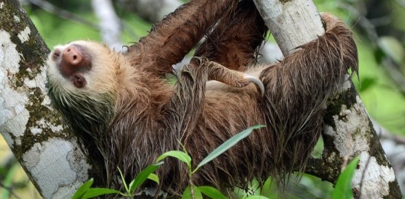 Pygmy Three Toed Sloth Quizzes, Pygmy three toed sloth Trivia, Pygmy three toed sloth Questions