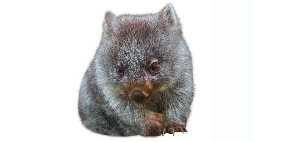 Wombat Quizzes, Wombat Trivia, Wombat Questions