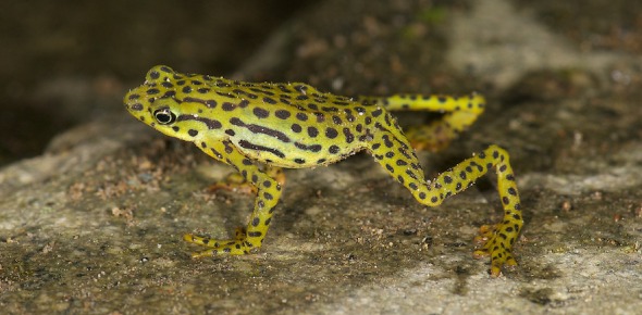Atelopus Balios Quizzes, Atelopus balios Trivia, Atelopus balios Questions