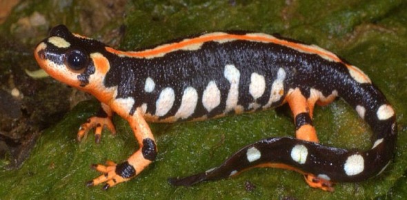 Kaisers Spotted Newt Quizzes, Kaisers spotted newt Trivia, Kaisers spotted newt Questions