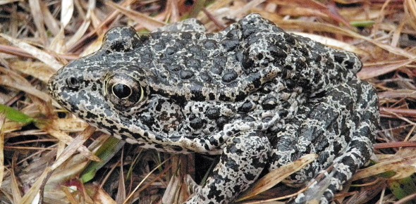 Mississippi Gopher Frog Quizzes, Mississippi gopher frog Trivia, Mississippi gopher frog Questions