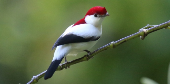 Araripe Manakin Quizzes, Araripe manakin Trivia, Araripe manakin Questions