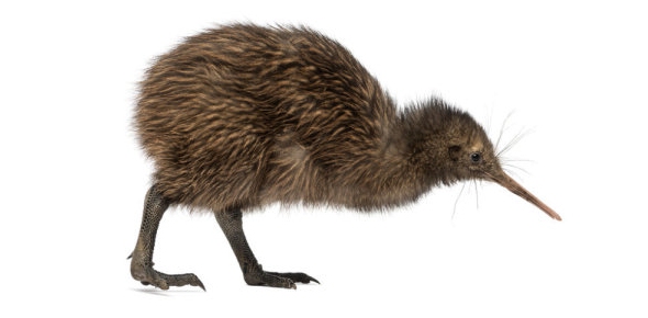 Kiwi Bird Quizzes, Kiwi bird Trivia, Kiwi bird Questions