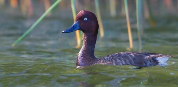 Madagascan Pochard Quizzes, Madagascan pochard Trivia, Madagascan pochard Questions