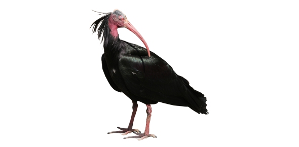 Northern Bald Ibis Quizzes, Northern bald ibis Trivia, Northern bald ibis Questions