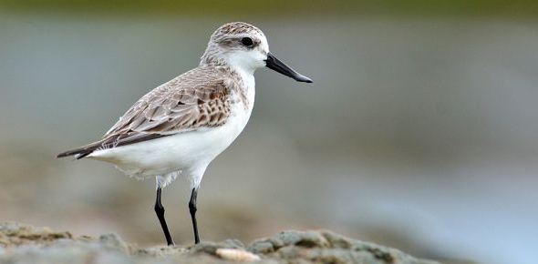 Spoon Billed Sandpiper Quizzes, Spoon billed sandpiper Trivia, Spoon billed sandpiper Questions