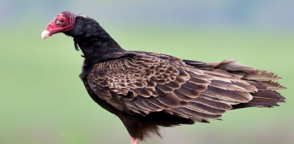 Turkey Vulture Quizzes, Turkey vulture Trivia, Turkey vulture Questions
