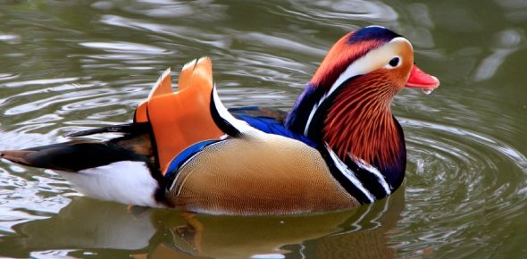 Waterfowl Quizzes, Waterfowl Trivia, Waterfowl Questions