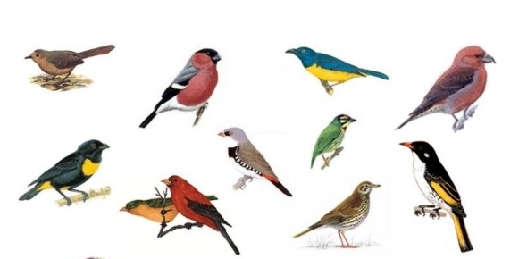 What Bird Are You Quizzes, What bird are you Trivia, What bird are you Questions