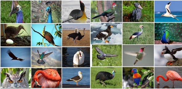 Which Bird Are You Quizzes, Which bird are you Trivia, Which bird are you Questions
