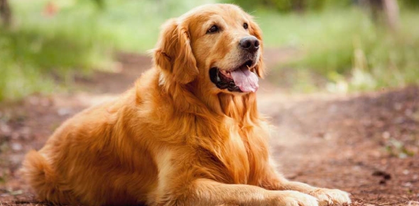 Best Dog Quizzes, Best dog Trivia, Best dog Questions