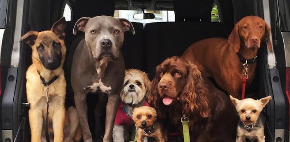 What Type Of Dog Are You Quizzes, What type of dog are you Trivia, What type of dog are you Questions