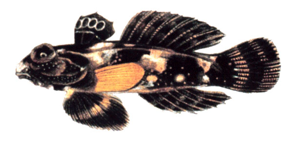 Dragonet Quizzes, Dragonet Trivia, Dragonet Questions