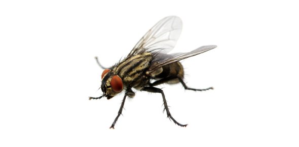 Housefly Quizzes, Housefly Trivia, Housefly Questions