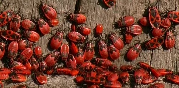 Bug Quizzes, Bug Trivia, Bug Questions