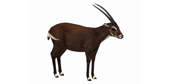 Saola Quizzes, Saola Trivia, Saola Questions