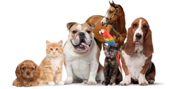 What Pet Should I Get Quizzes, What pet should i get Trivia, What pet should i get Questions