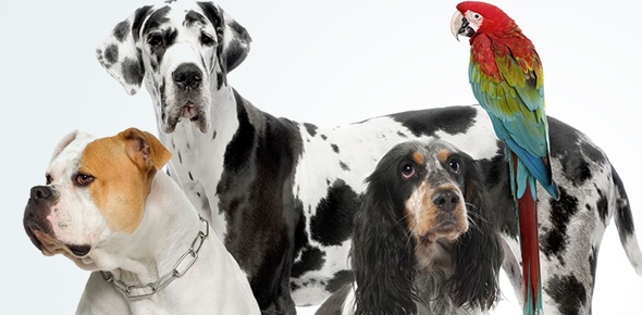 What Pet Should You Get Quizzes, What pet should you get Trivia, What pet should you get Questions