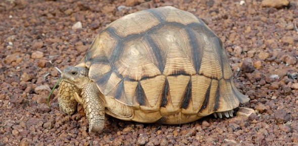 Ploughshare Tortoise Quizzes, Ploughshare tortoise Trivia, Ploughshare tortoise Questions