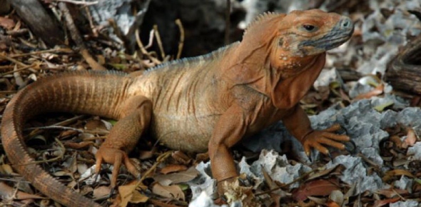 Jamaican Iguana Quizzes, Jamaican iguana Trivia, Jamaican iguana Questions