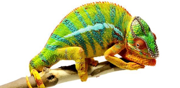 Chameleons Quizzes, Chameleons Trivia, Chameleons Questions